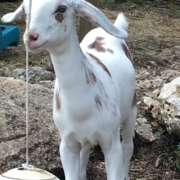 Sherwood Goat Farm