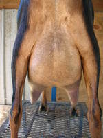 Sire's Dam: LuvEmAllAcres Thelma Rear Udder