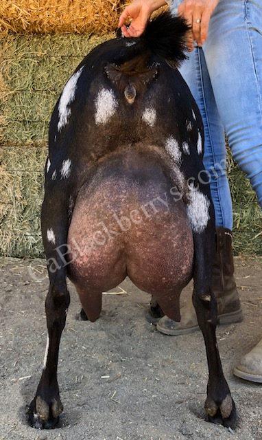 SDD: VMCH Soaring Heart's First Lady *P Rear Udder SDD: VMCH Soaring Heart's First Lady *P Rear Udder