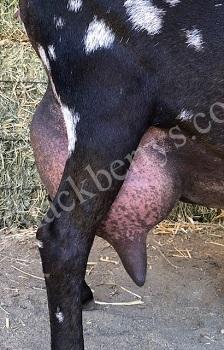 SDD: VMCH Soaring Heart's Firs Lady *P Side Udder SDD: VMCH Soaring Heart's Firs Lady *P Side Udder