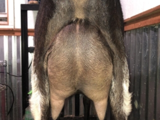 Dam: Nomad Once in a Blue Moon - Rear Udder Dam: Nomad Once in a Blue Moon - Rear Udder