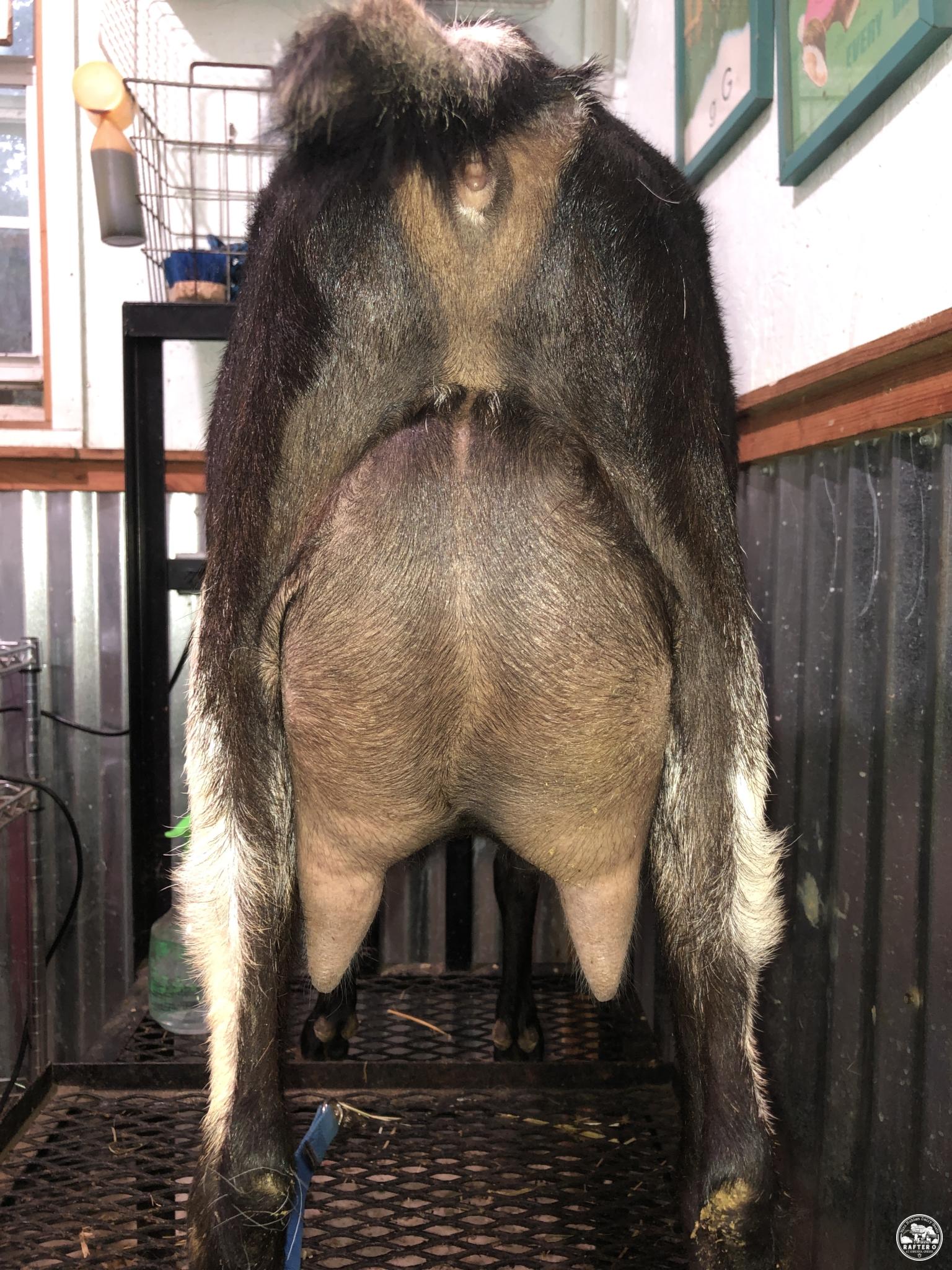 Dam: Nomad Once in a Blue Moon Rear Udder