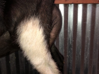 Dam: Nomad Once in a Blue Moon - Side Udder Dam: Nomad Once in a Blue Moon - Side Udder