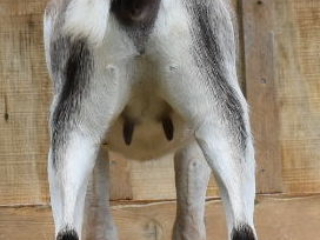 Summer 2019 - Clover Rear
