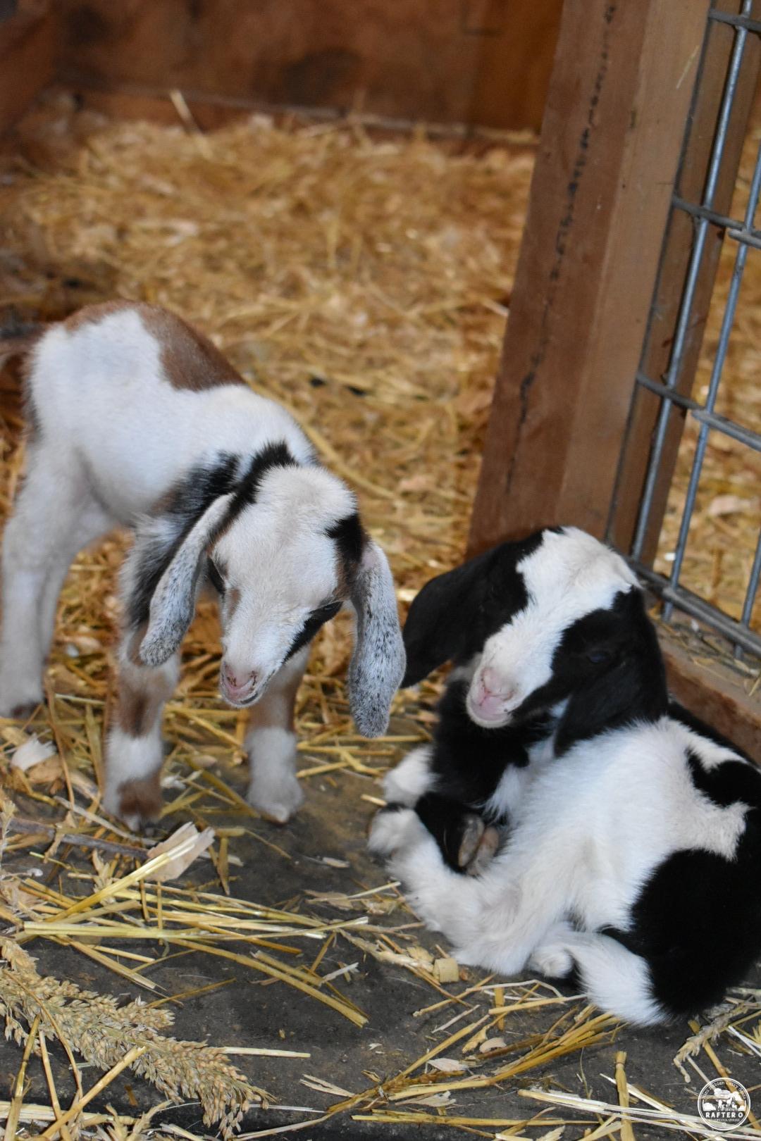 Mini Nubian Goat Kids