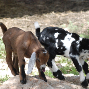 Rafter O Red Bud & Rafter O Chipping Sparrow - Mini Nubian Kids