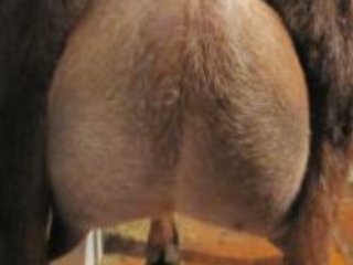 Green Gables EHJ Lady Nutmeg 2*P Rear Udder