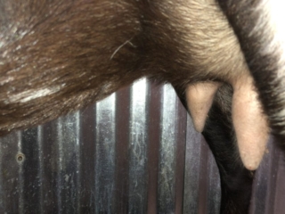 Dam: Nomad Once in a Blue Moon - Fore Udder Dam: Nomad Once in a Blue Moon - Fore Udder
