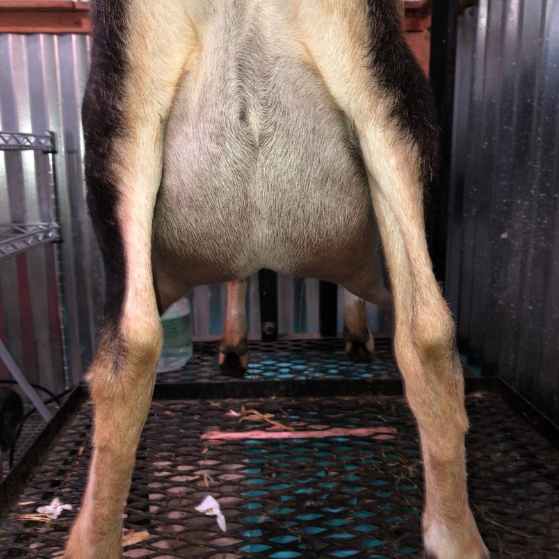 Tilly Rear Udder