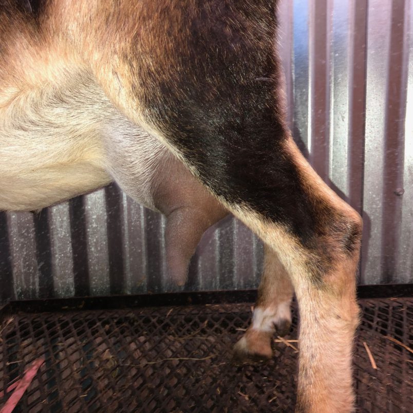 Tilly Side Udder