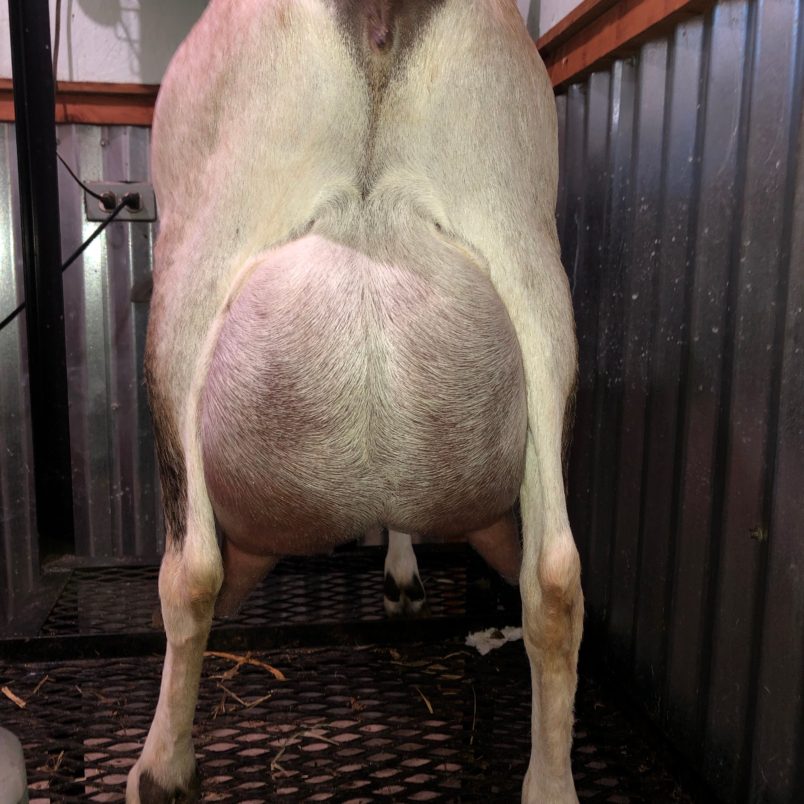 Luna Rear Udder