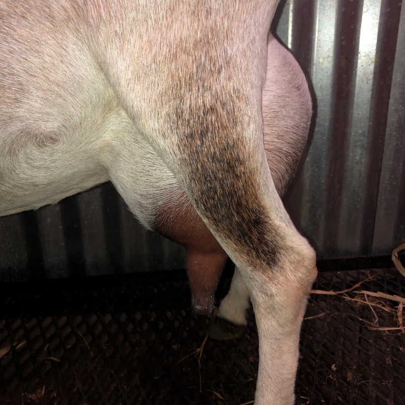 Luna Side Udder