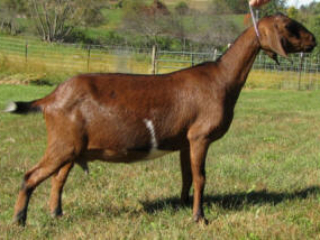 Green Gables EHJ Lady Nutmeg 2*P