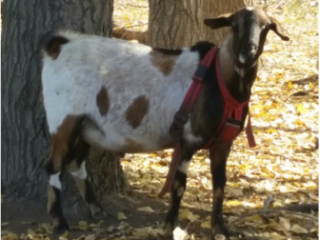 Backyard Mini Nubian Arnold Blue