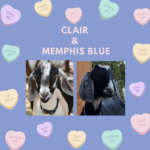 View Clair x Memphis Blue