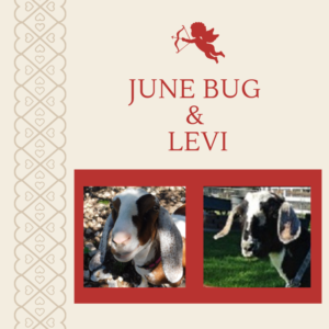June Bug x Levi