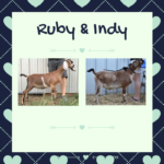 View Ruby x Indy