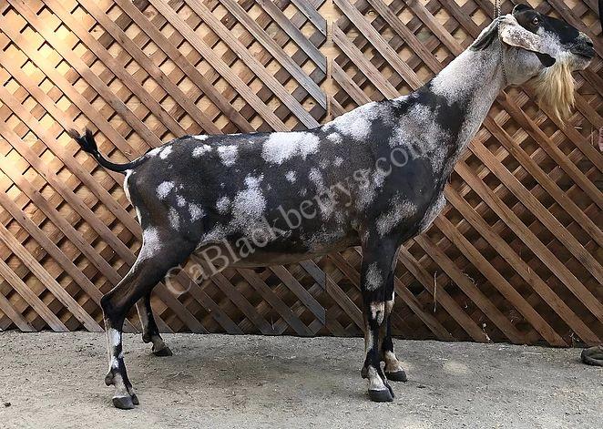 Dam's Sire: VCH Blackberry's Moon Man Dam's Sire: VCH Blackberry's Moon Man