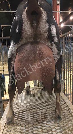 Blackberry's Snowflake Obsidian Rear Udder Blackberry's Snowflake Obsidian Rear Udder