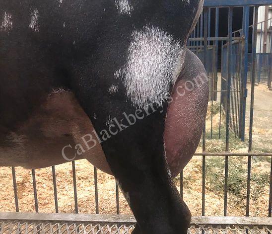 Blackberry's Snowflake Obsidian Side Udder Blackberry's Snowflake Obsidian Side Udder