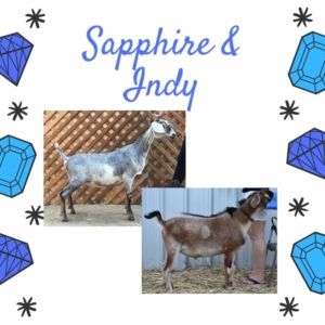 Sapphire & Indy