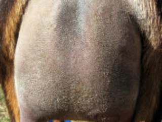 DSD: DKGH Enferno's Emmy - Rear Udder DSD: DKGH Enferno's Emmy - Rear Udder
