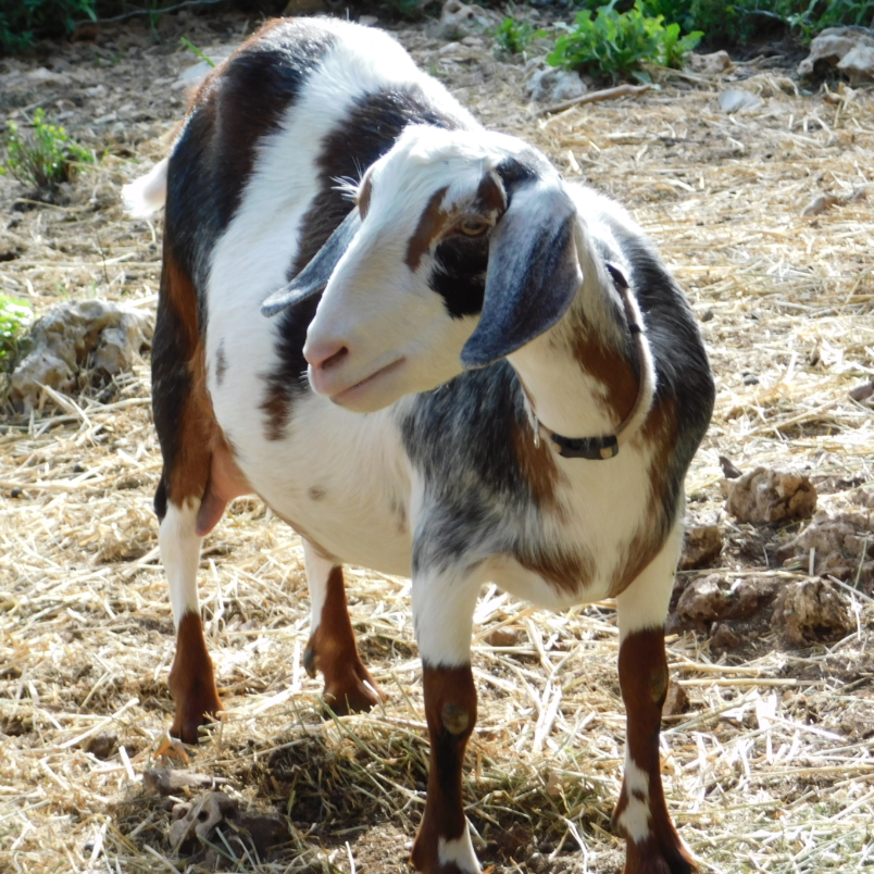 Dam: Goat Trails Pixie