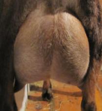DSD: Green Gables EHJ Amazing Grace *P - Rear Udder