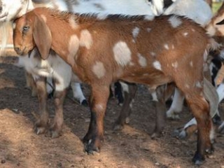 Sire's Sire: One Nine Acres Floyd Knobs Sire's Sire: One Nine Acres Floyd Knobs
