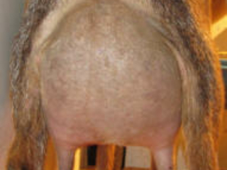 Green Gables EJH Amazing Grace *P - Rear Udder