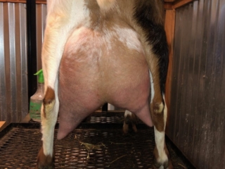Goat Trails Pixie - Mini Nubian Doe - Rear Udder