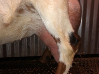 Goat Trails Pixie - Mini Nubian Doe - Side Udder