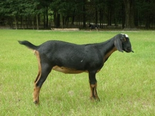 Sire's Dam: LuvEmAllAcres Thelma Sire's Dam: LuvEmAllAcres Thelma