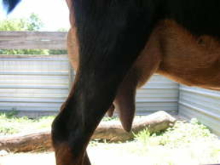 Sire's Dam: LuvEmAllAcres Thelma - Side Udder Sire's Dam: LuvEmAllAcres Thelma - Side Udder