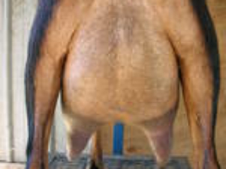 Sire's Dam: LuvEmAllAcres Thelma - Rear Udder Sire's Dam: LuvEmAllAcres Thelma - Rear Udder