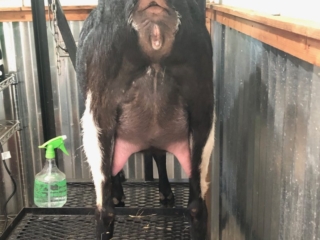 Dam: Nomad Once in a Blue Moon - Rear Udder FF Dam: Nomad Once in a Blue Moon - Rear Udder FF