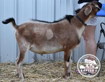 Sire: One Nine Acres Blue Indigo Sire: One Nine Acres Blue Indigo