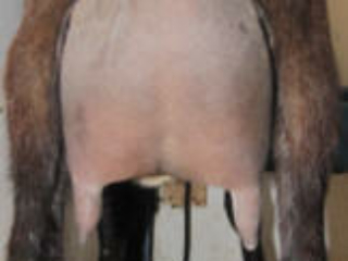 SDDD: Green Gables USG Lady Jasmine 3*P - Rear Udder SDDD: Green Gables USG Lady Jasmine 3*P - Rear Udder