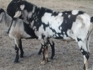 Dam's Sire: DKGH Emmy's Lu-Cid Dream Dam's Sire: DKGH Emmy's Lu-Cid Dream