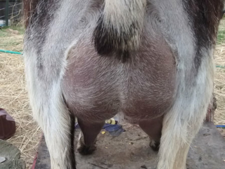 Dam's Dam: Nomad Wild Love Child - Rear Udder Dam's Dam: Nomad Wild Love Child - Rear Udder