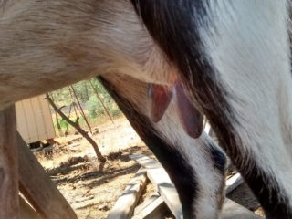 Dam's Dam: Nomad Wild Love Child - Side Udder Dam's Dam: Nomad Wild Love Child - Side Udder