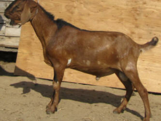 Green Gables BF Spice of Freedom