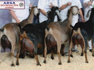 Woest Hoeve Best Herd - Stinger Sisters Woest Hoeve Best Herd - Stinger Sisters