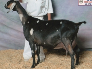 DSSD: Saada El-Levitica 3*M DSSD: Saada El-Levitica 3*M