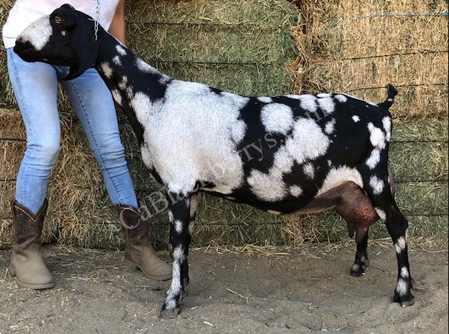Sire's Dam: VFMCH Dancing Goat Garden Seagal 2*P Sire's Dam: VFMCH Dancing Goat Garden Seagal 2*P