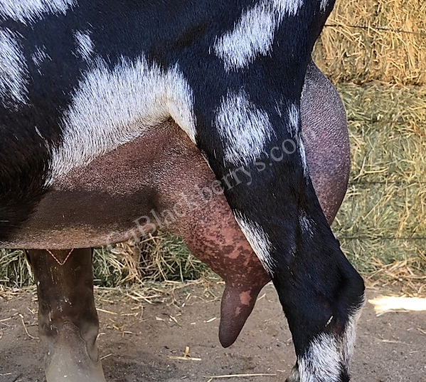Sire's Dam: VFMCH Dancing Goat Garden Seagal 2*P Sire's Dam: VFMCH Dancing Goat Garden Seagal 2*P