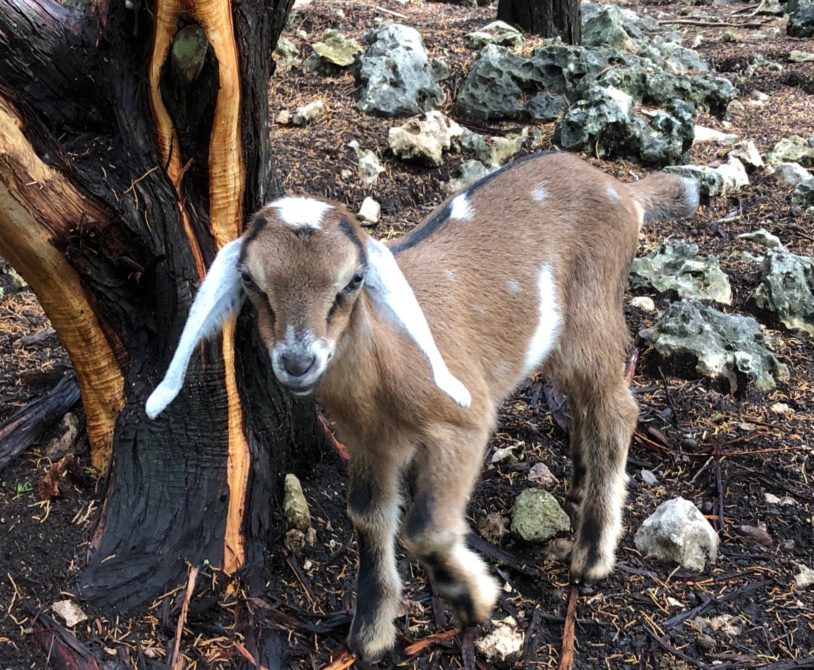 Rafter O White-tailed Deer - Mini Nubian Doeling