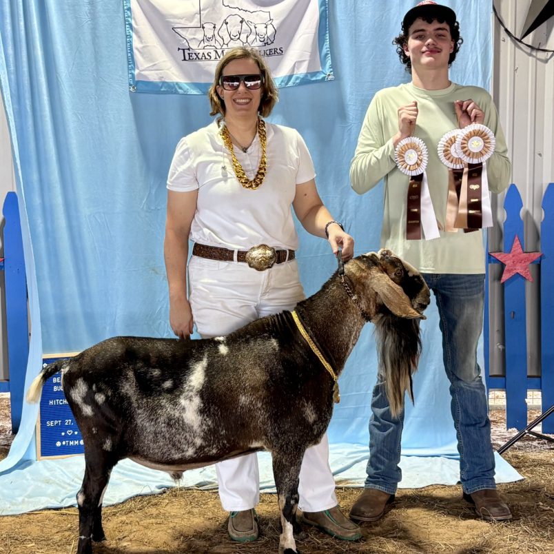 Blackberry's BQ Frozen Tundra *B - Mini Nubian Buck