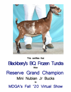 Blackberry's BQ Frozen Tundra - Reserve Champion - Mini Nubian Buck