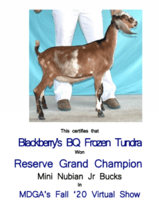 Blackberry's BQ Frozen Tundra - Reserve Champion - Mini Nubian Buck